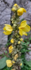 Verbascum phlomoides