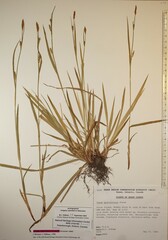 Carex gracilescens