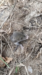 Rodentia