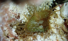 Palythoa mutuki