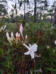 Rhododendron atlanticum