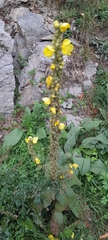 Verbascum phlomoides