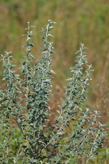 Elaeagnus