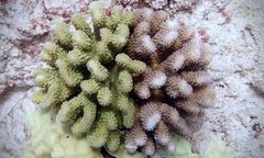 Pocillopora