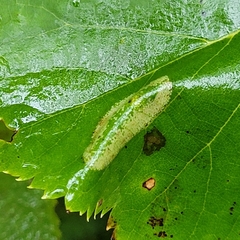 Phyllonorycter issikii