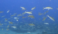 Mulloidichthys flavolineatus