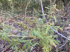Ambrosia acanthicarpa