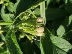 Symphytum officinale