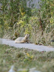 Urocitellus richardsonii
