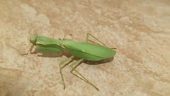 Hierodula latipennis