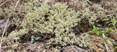 Cladonia caroliniana
