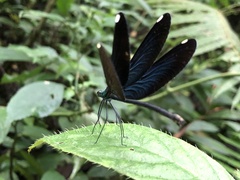 Matrona cyanoptera