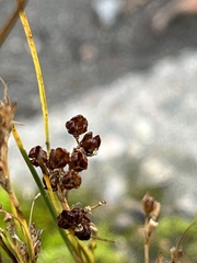Juncus compressus