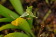 Bulbophyllum aphanopetalum