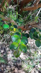 Luma apiculata