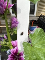 Phidippus