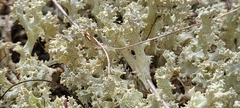 Cladonia caroliniana