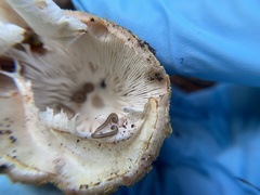 Blaniulus guttulatus