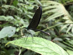Matrona cyanoptera