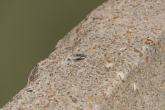 Cicindela ocellata