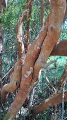 Luma apiculata