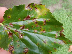 Cercospora moricola