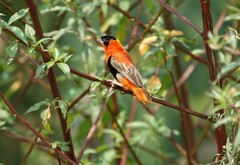 Euplectes franciscanus