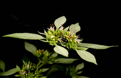 Pycnanthemum