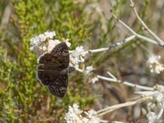 Erynnis funeralis