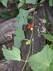 Cucumis maderaspatanus