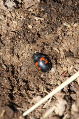 Hister quadrimaculatus