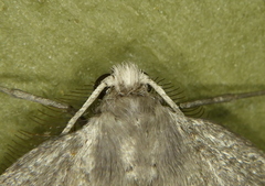 Nepytia pellucidaria