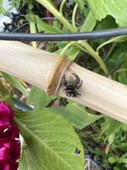 Phidippus