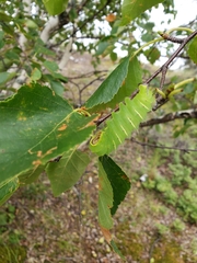 Saturniidae