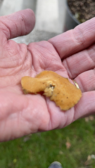 Phyllotopsis nidulans