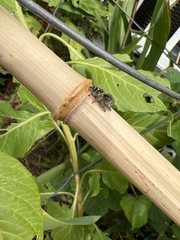 Phidippus