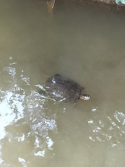 Trachemys ornata
