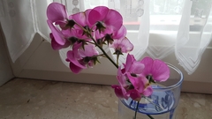 Lathyrus latifolius