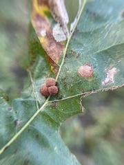Atrusca carolina