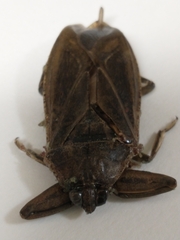 Lethocerus americanus