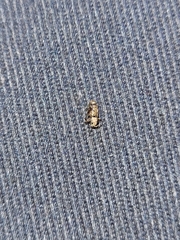 Pseudoedophrys hilleri