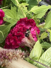 Bombus impatiens