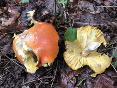 Amanita caesarea