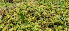 Sphagnum palustre