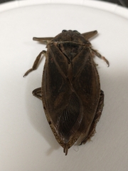 Lethocerus americanus