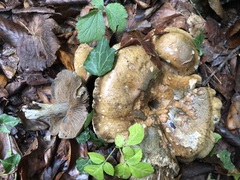 Cortinarius infractus