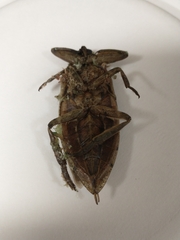 Lethocerus americanus