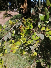 Luma apiculata
