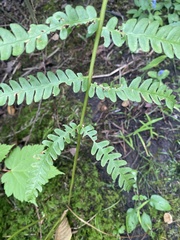 Osmundaceae