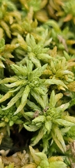 Sphagnum palustre